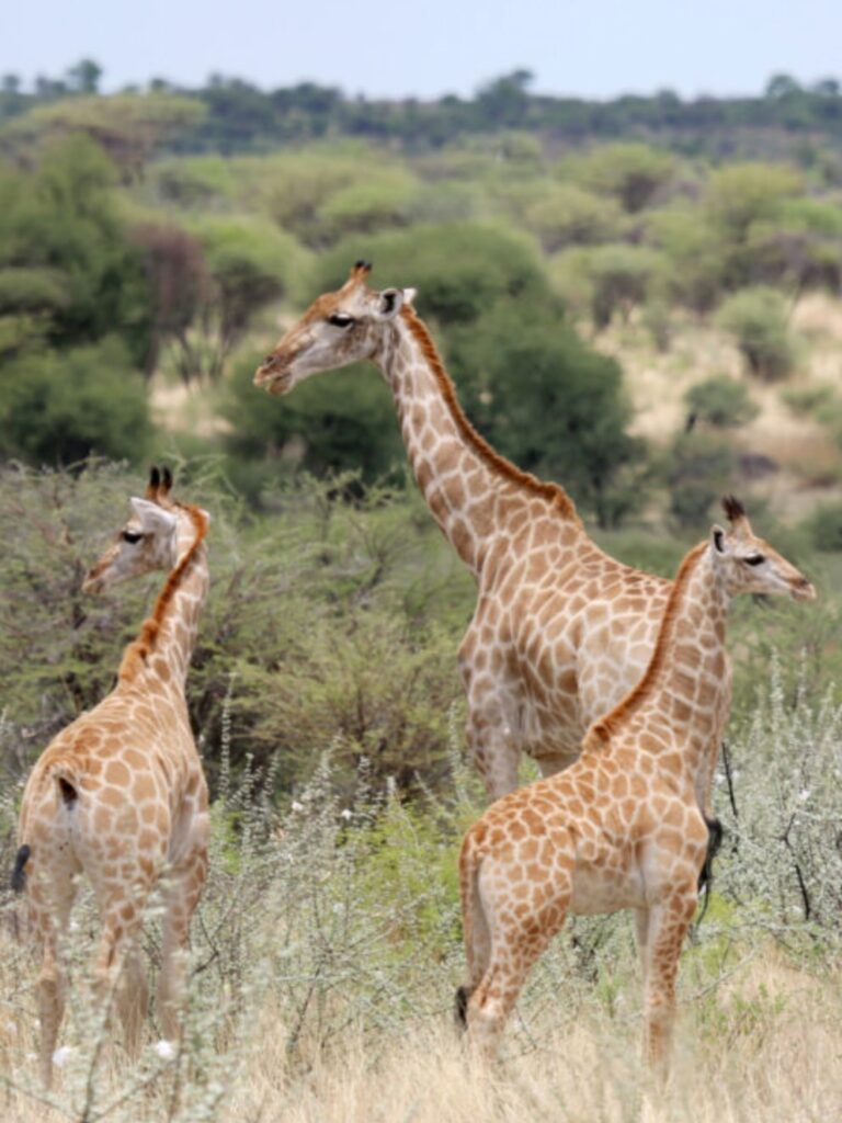 Wundervolle Natur und wilde Tiere in Namibia