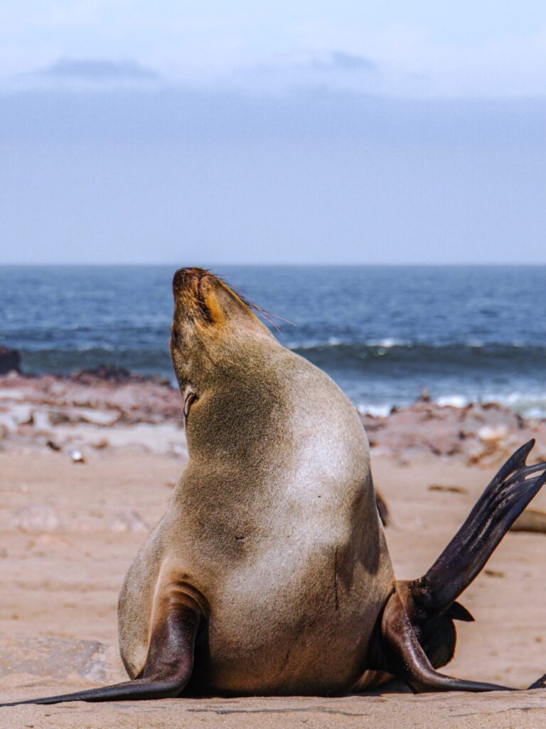 Beautiful sea lion at Swakopmund beach